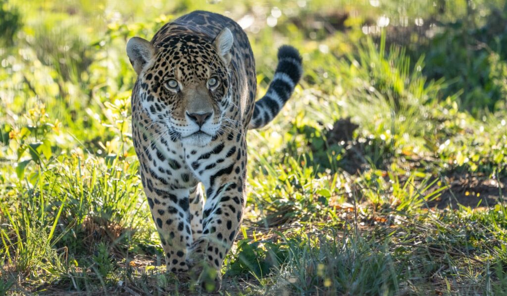 Yaguarete pora Ibera Créditos: Sebastián Navajas, Rewilding Argentina